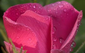 Pink Flower Petals And Dew Closeup | Obraz na stenu