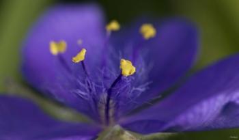 Purple And Yellow Flower Closeup | Obraz na stenu