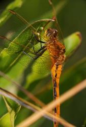 Orange Dragonfly Under Green Leaf | Obraz na stenu