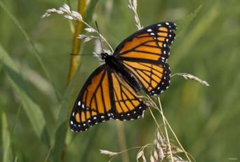 Orange And Black Butterfly In Greenery | Obraz na stenu