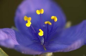 Blue Flower With Yellow Stamen | Obraz na stenu