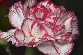 Pink And White Carnation | Obraz na stenu
