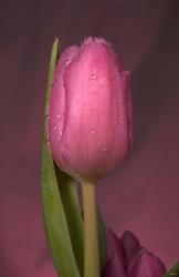 Pink Tulip And Stem | Obraz na stenu