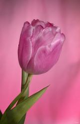 Pink Tulip On Pink | Obraz na stenu
