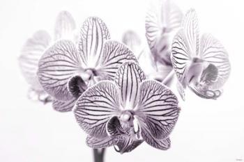 Orchid 1 BW | Obraz na stenu