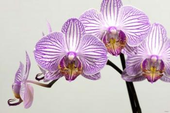 Orchid 3 | Obraz na stenu