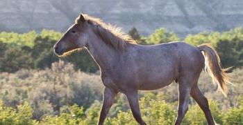 Mustangs of the Badlands 4 | Obraz na stenu