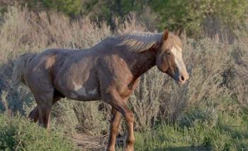 Mustangs of the Badlands 7 | Obraz na stenu