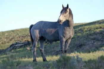 Mustangs of the Badlands 8 | Obraz na stenu