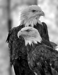 Bald Eagle 3 | Obraz na stenu