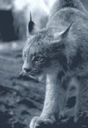 Lynx | Obraz na stenu