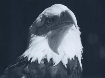 Bald Eagle 2 | Obraz na stenu