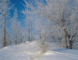 Snow Terrain Tree III | Obraz na stenu