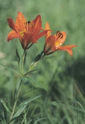 Orange Tiger Lillies In Grass | Obraz na stenu