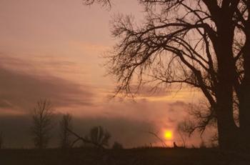 Sunset And Tree Silhouettes In Snow III | Obraz na stenu