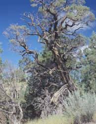 Theodore Roosevelt National Park 43 | Obraz na stenu