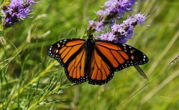 Shades Of Nature Orange Butterfly | Obraz na stenu