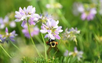 Shades Of Nature Lavender And White Flower | Obraz na stenu