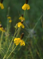 Shades Of Nature Yellow Flowers Green Center I | Obraz na stenu