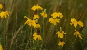 Shades Of Nature Yellow Flowers Green Center II | Obraz na stenu