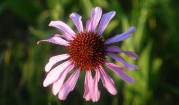 Shades Of Nature Lavender And Red Bloom II | Obraz na stenu