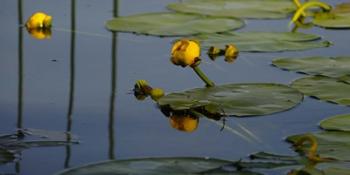 Shades Of Nature Yellow Water Lily II | Obraz na stenu