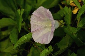 Shades Of Nature Lavendar And White Flower II | Obraz na stenu