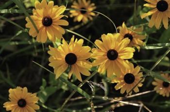 Shades Of Nature Black And Yellow Flowers | Obraz na stenu