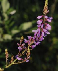 Shades Of Nature Purple Flower | Obraz na stenu