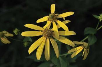 Shades Of Nature Yellow Flowers | Obraz na stenu