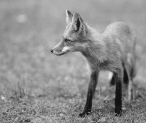 Fox In Field Black And White II | Obraz na stenu