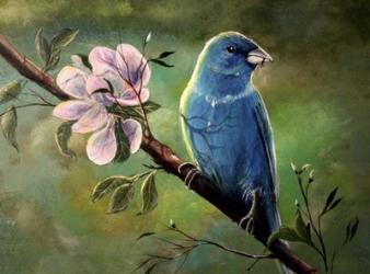 Blue Finch | Obraz na stenu