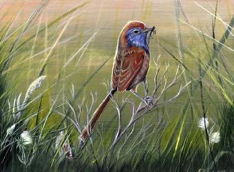 Emu Wren | Obraz na stenu