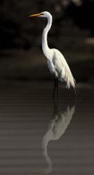 Reflective Heron | Obraz na stenu