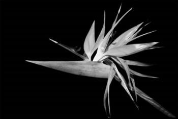 Bird Of Paradise B&W1 | Obraz na stenu