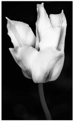 Fancy Tulip B&W | Obraz na stenu