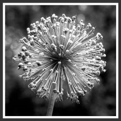 Star Burst Of Flower Buds | Obraz na stenu