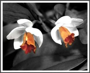 Two Orchids Colored Center | Obraz na stenu