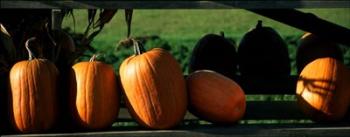 Row Of Pumpkins | Obraz na stenu