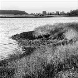 Saw Grass And Coastline | Obraz na stenu