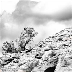 Simple Tree At The Top B/W | Obraz na stenu