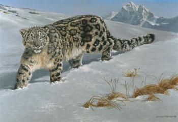 Snow Leopard | Obraz na stenu