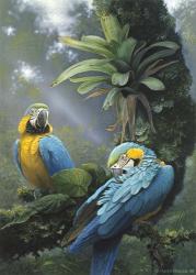 Blue And Yellow Macaws | Obraz na stenu