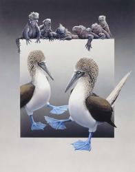 Bluefooted Boobies And Marine Iguanas | Obraz na stenu