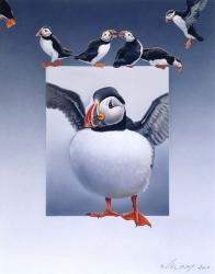 Puffins | Obraz na stenu