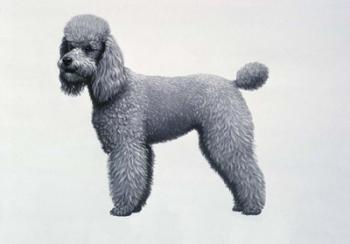 Poodle | Obraz na stenu