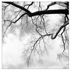 Skyward Branches | Obraz na stenu