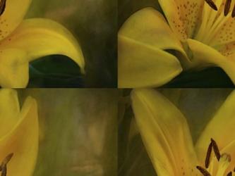 Lily Abstract | Obraz na stenu