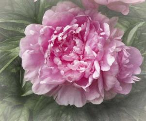 Pink Peony | Obraz na stenu