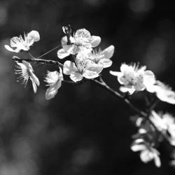 Spring In B And W | Obraz na stenu